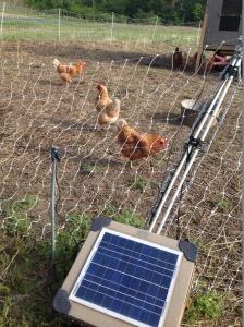 Electric chicken fence